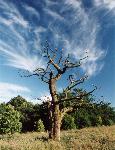 Tree meets sky at Rivington