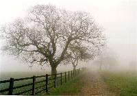 A misty scene at Rivington